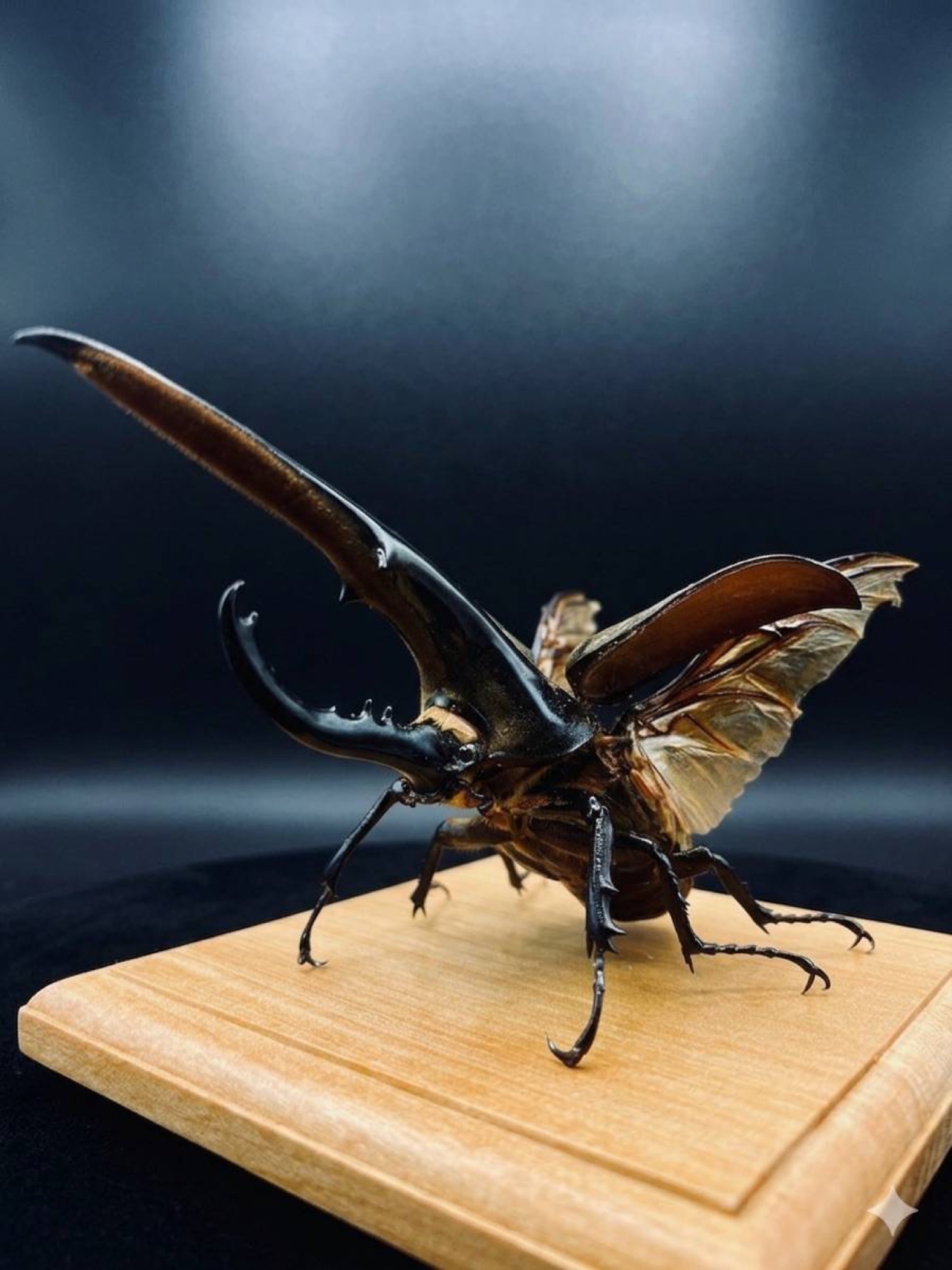 黒背景で撮影した飛翔標本の全体像