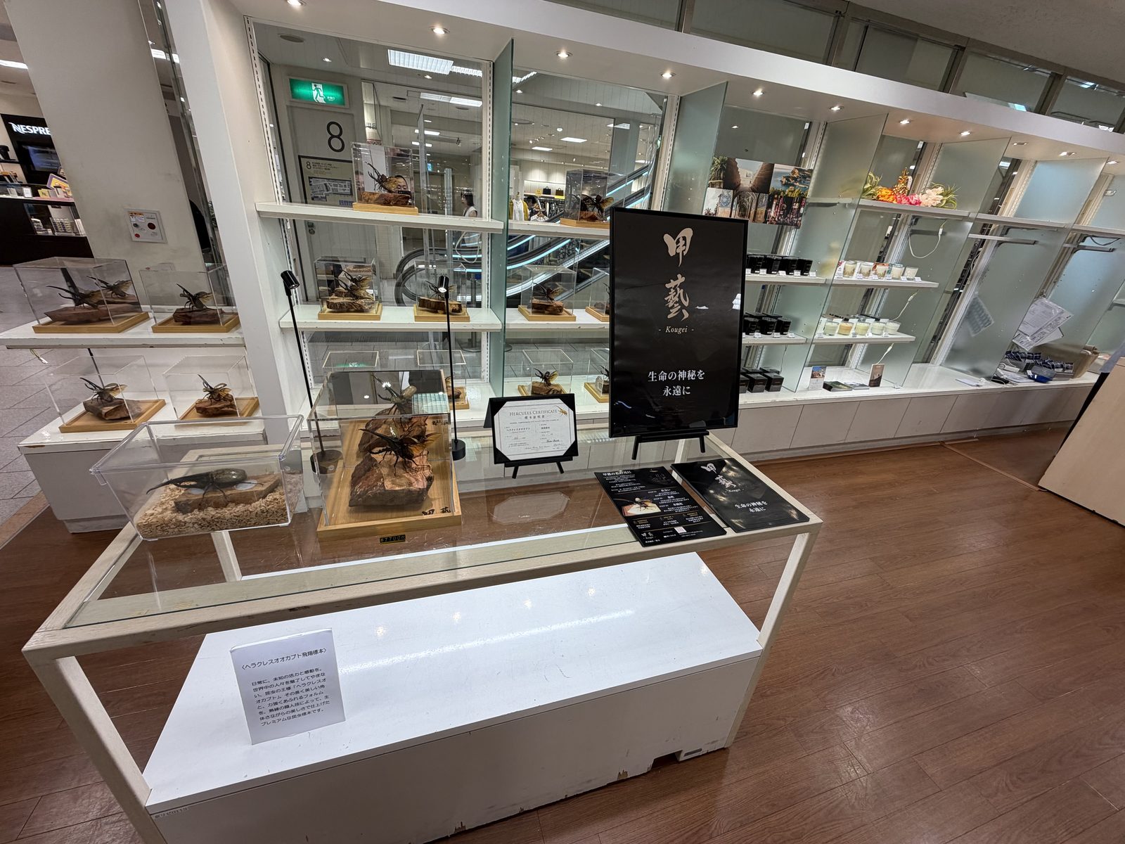 京都伊勢丹の催事フロアに設けた甲藝のブース。黒い立て看板と、複数の飛翔標本を並べた什器